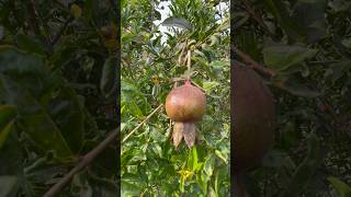 pomegranate fruits in my garden #nature #flowers #fruits #garden #viral #song #organic
