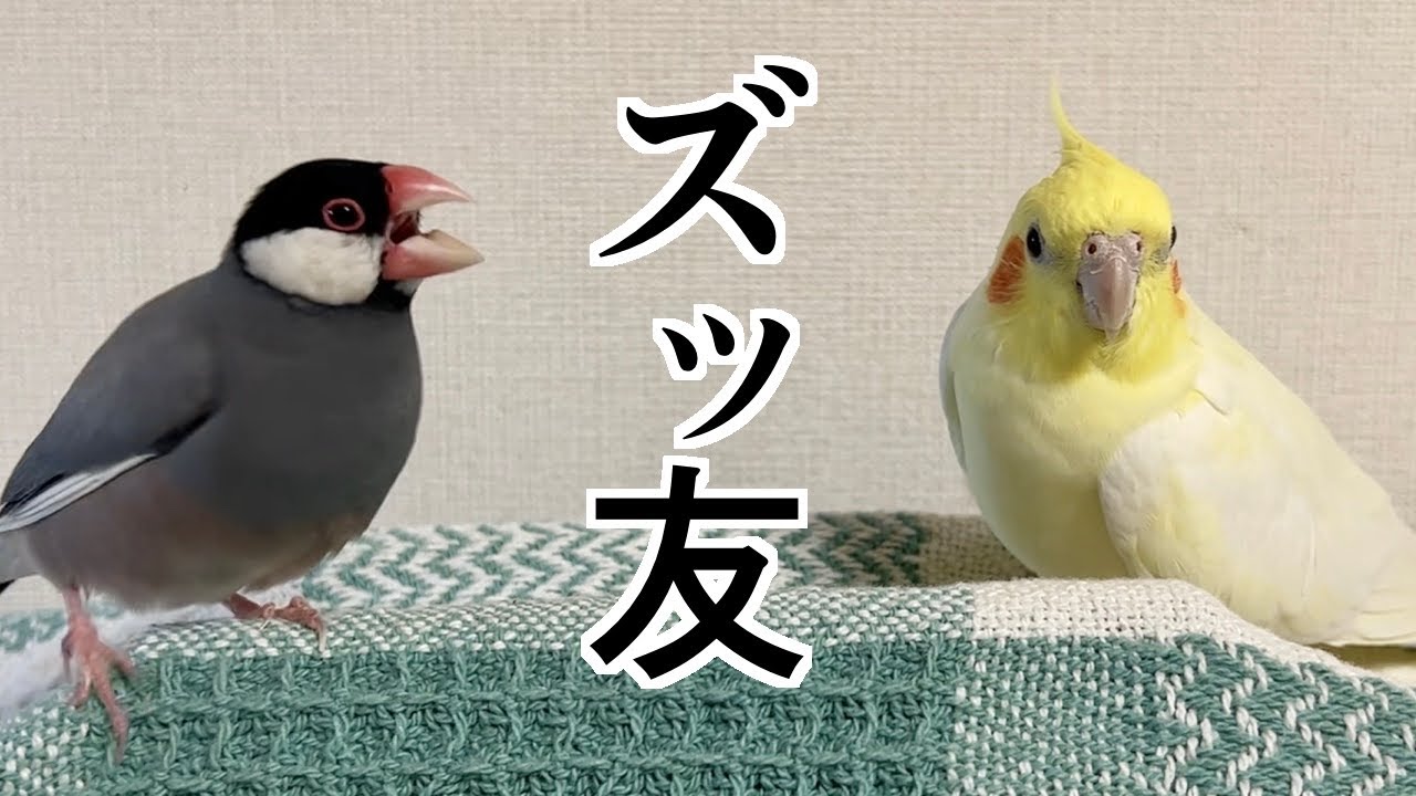 桜文鳥に友達が出来た？ - YouTube