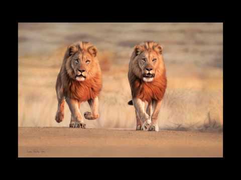 Video: Šta nije u redu sa lavovima?
