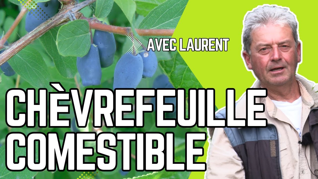 Le CHÈVREFEUILLE COMESTIBLE, un FRUITIER RUSTIQUE FACILE à CULTIVER