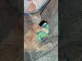 Папа кот после бани сушит сына