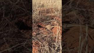 Very pregnant meerkat digs up and eats a massive scorpion.