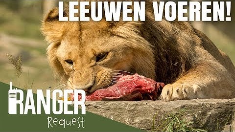 LEEUWEN VOEREN! | Ranger Request