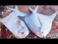 Most Popular Pomfret, Mullet, Rohu Fish Cutting Live In Fish Market | Fish Cutting Skills
