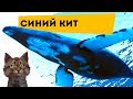 Синий кит | Самое интересное и позновательное про животных для детей | Семен Ученый