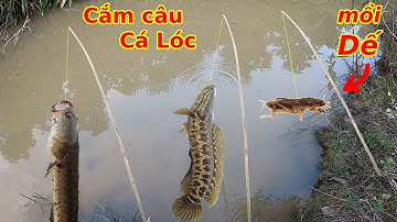 Đi cắm câu Cá Lóc bằng mồi Dế và cái kết