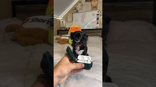 Celebrity PUDDIN ATE MY AIRPODS 😱❤️ Wealth