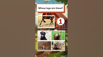 Brain Hack Quiz, Fast Quiz - Whose legs are these?