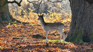 Richmond Park Royal Deers