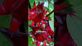 The Red Fruit That Strengthens Immunity 😱#Roselle #RoselleBenefits #HealthyFruits #Superfood #Immune