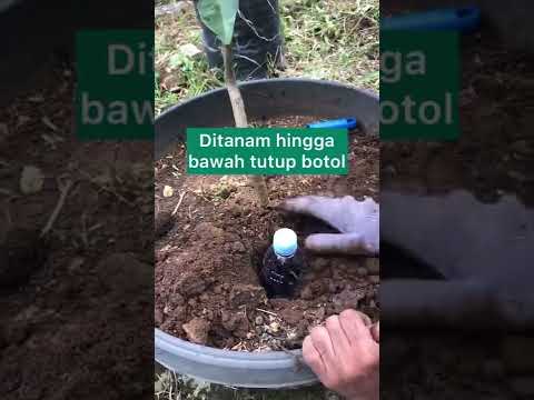 Video: Teknik Dan Tips Irigasi Olla - Menggunakan Pot Olla Penyiraman Sendiri