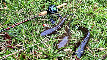 câu LURE CÁ LÓC SÁNG SỚM | T1 - NHÁI NHẢY NGÀY CHUYỂN TRỜI