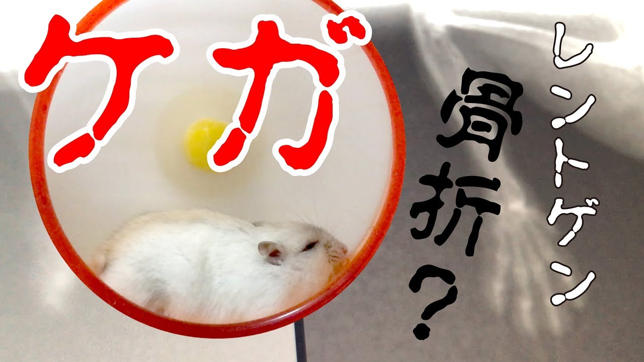 ハムスターのくるみがケガ 病院行ってきました Dwarf Hamster May Be Fractured Had An X Ray Of His Forefoot Youtube