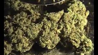 Conspiracy Cannabis Cup 2003 - The 16th Awards