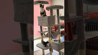 Hey-brother Cat Tree, XL Cozy Cat Tower, 69 Inch Tall Cat Condo with Hammock, Basket, Scratching Pos