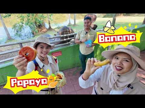 GL Rangers - Hi Hippo! | Safari Adventure | Hippo Fun Facts | Feeding Time