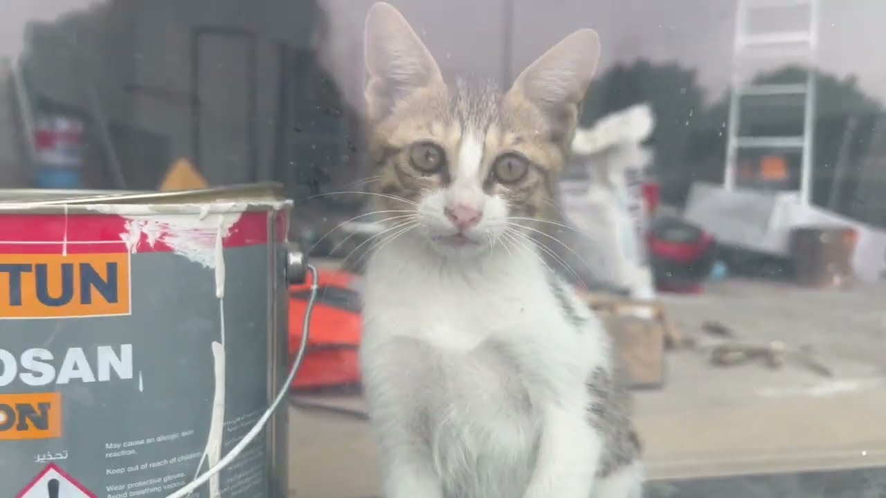 Dubai Supermarket Shopping Vlog & Window Kitty