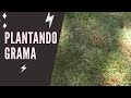 Plantando grama