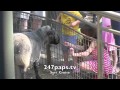 Suri Cruise Feeds The Sheep at the Central Park Zoo in New York City