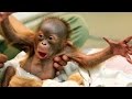 Animals always surprise us with their funny behaviour – Funny animal compilation