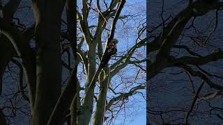 Felling a large beech tree