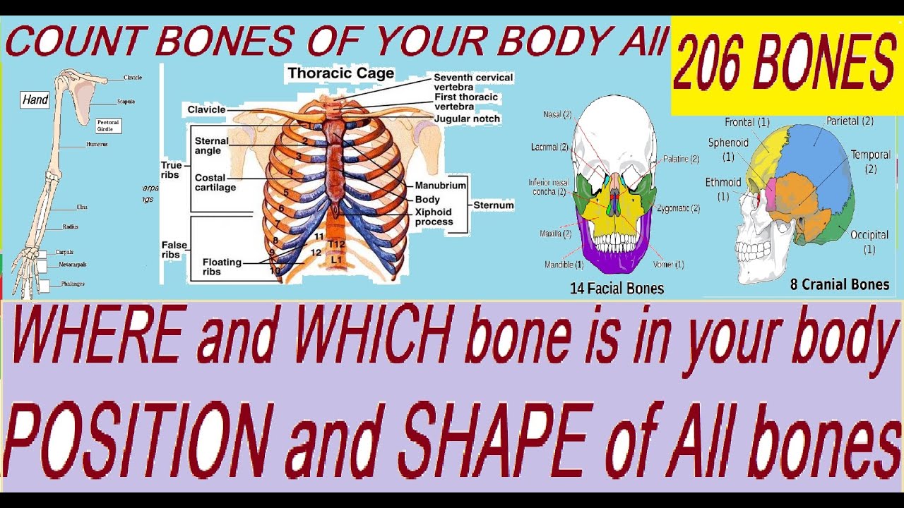 Bones in human body - YouTube