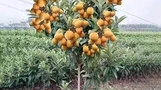 How to plant Loquat fruit seedling