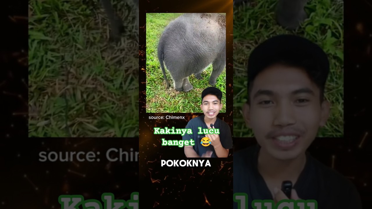 Gajah Nisa dan Gajah Erin di Way Kambas Lampung!