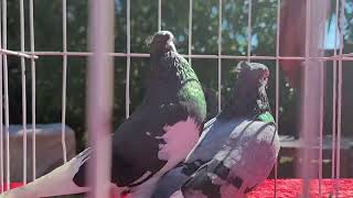 3 styles of pigeons that perform in different ways. Pakistani, Tippler and Serbian High flyers.