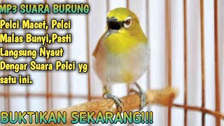 Pancingan Suara Burung Pelci Macet Biar Gacor.