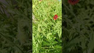 Nature lover #foryou #saveenvironment #selfcreation #flowergarden #naturelovers #plantcare