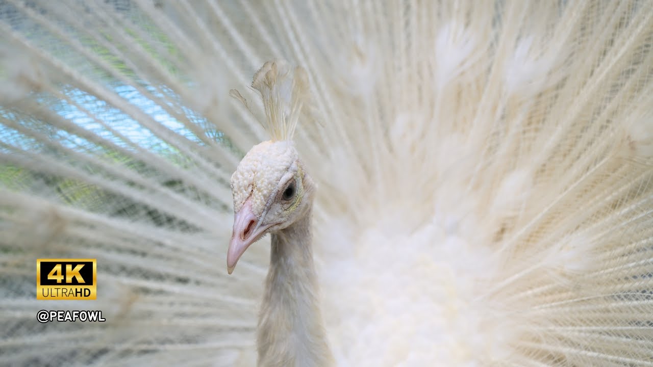 The beauty of white peacock dancing inside big cage