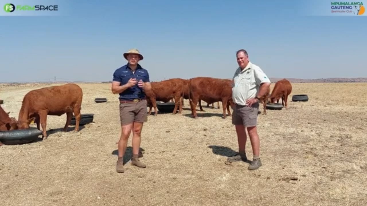 Joerné vertel meer van die gehalte vroulike diere by die Mpumalanga Gauteng Beefmaster Klub veiling.