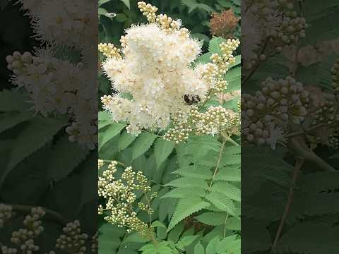    نحلة طنانة النحل الطنان هل شاهدت هذا النحل عن قرب