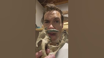 Zygorhiza: The Fossil Whale