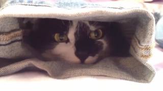 ПРИКОЛЬНЫЕ ВИДЕО | ТОП ПОДБОРКА | Funny videos | Выпуск #54 ПРИКОЛЬНЫЕ ВИДЕО | ТОП ПОДБОРКА | Funny videos | Выпуск #54