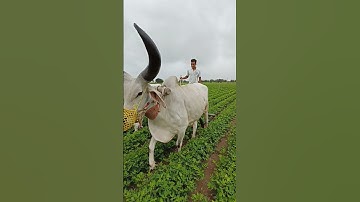 new video 😍  #devayat khavad #rajbha gadhavi