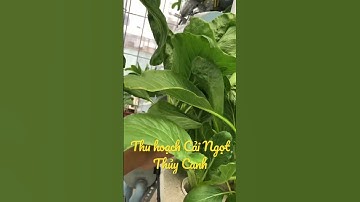 Thu hoạch Cải Ngọt Thủy Canh | THỦY CANH TẠI GIA #Shorts