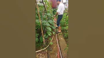 máy buộc dây cà chua còn buộc được cả dưa chuột nữa