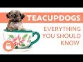 The Teacup Dog: Everything you need to know