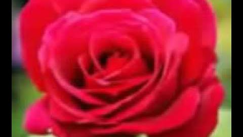 اية يا أيها الذين آمنوا توبوا إلى الله توبة نصوحا سورة التحريم الشيخ حجاج الهنداوى