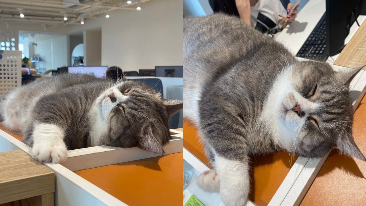 Кошки просто делают то, что у них получается лучше всего 🤣 Смешные видео с кошками 2025 🐱 Часть 1