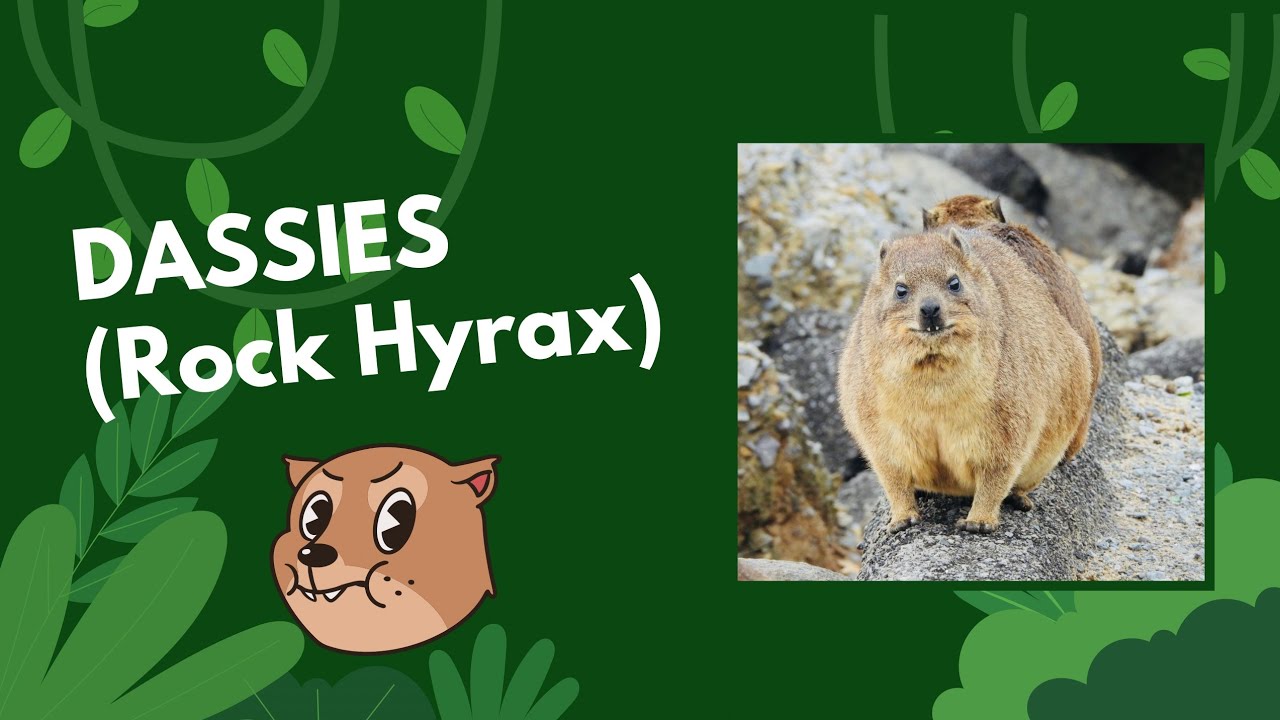 Dassies (Rock Hyrax)