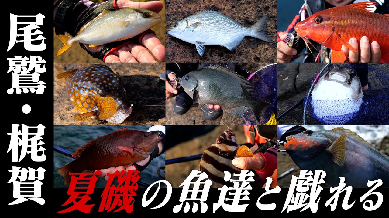 ★さかな さかな さかなです さかなです さかな ZX太刀魚 | 株式会社ベイシック