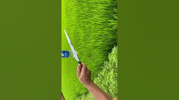 Con dao phi Lê này tôi làm bằng thép mảnh bom đạn pháo của Đức sắc bén vô địch