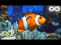 Calm Marimba Music & Water Sounds in Aquarium • Sleep, Relax, Spa, Yoga, Zen Meditation