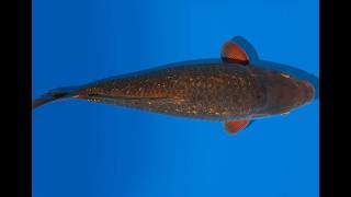 Koi Auktion Dainichi GinrinChagoiAuktion NN5-0529