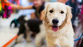 Clark County declares pets are not products, bans sale from pet stores