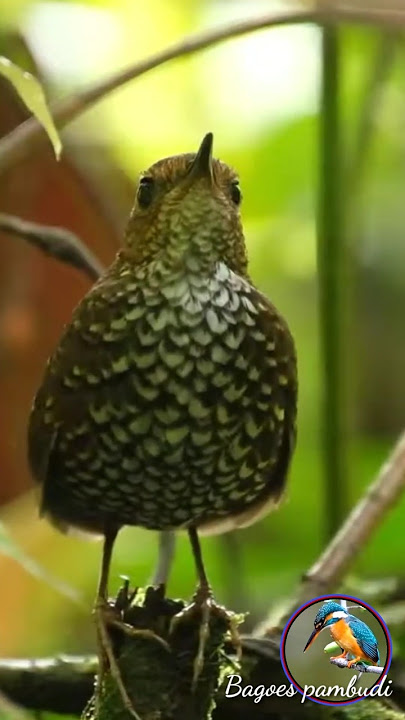 Brencet kerdil gacor di alam liar. #kicaumanianusantara #kicaumania #kicaubird #bird