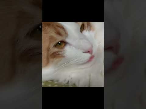 ベロをしまい忘れた猫ちゃん#Shorts
